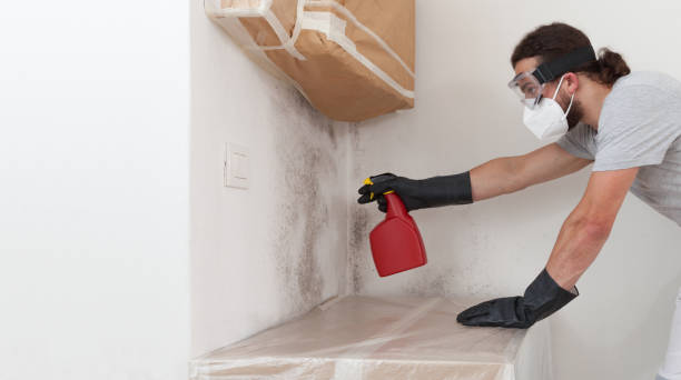 Professional Basement Mold Removal technician working in Freeland, MI