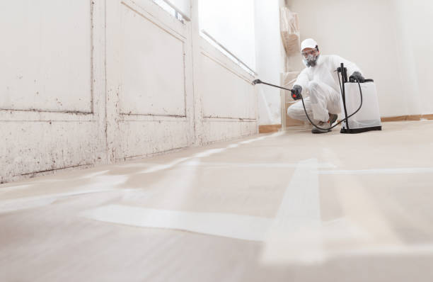 24/7 Emergency Basement Mold Removal experts in Freeland, MI