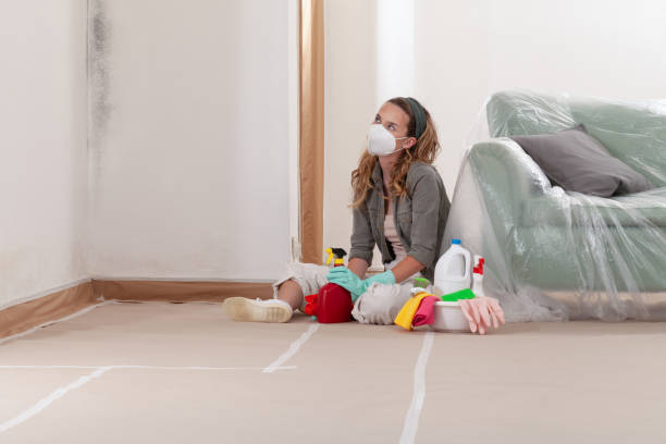 Reliable Basement Mold Removal contractor in Freeland, MI by Cheap Mold Removal