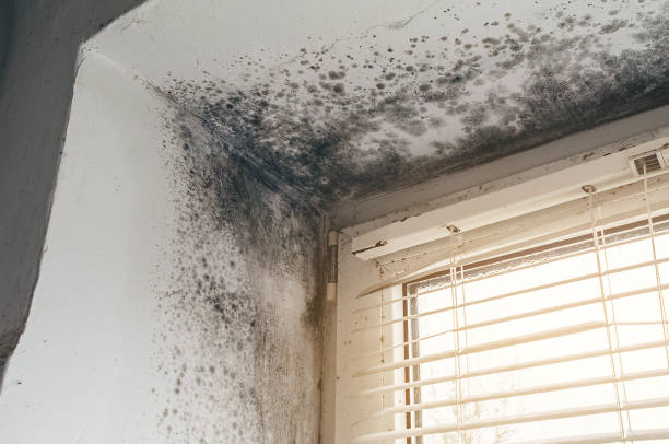 Affordable Basement Mold Removal solutions in Freeland, MI